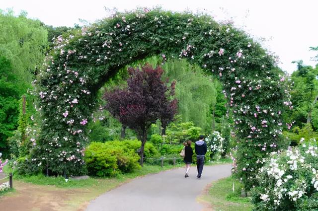 月季花品种，十大经典品种（凭一己之力撑起了整个花园的颜值）