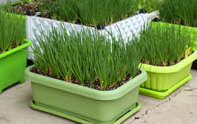 烧烤蔬菜有哪些，50款烧烤素菜菜单（7种“大叶菜”）