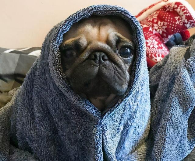 养什么宠物好养又干净，有哪些宠物好养又干净（狗界最爱干净的狗）