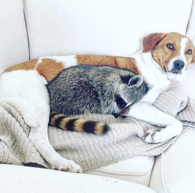 小浣熊图片，有一只浣熊做宠物是一种什么样的体验呢（小比熊图片）