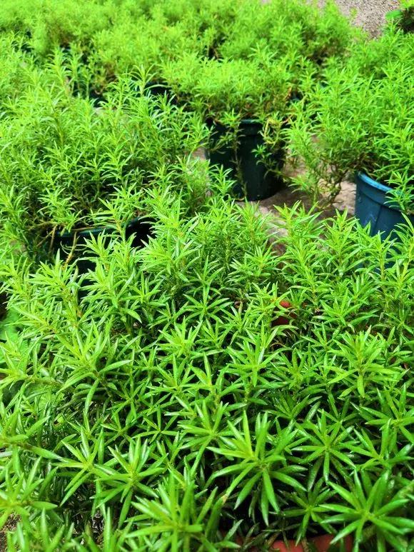 绿萝好养吗,绿萝怎样栽培(绿萝竟然排在倒数第1) 绿萝好养吗,绿萝怎样栽培(绿萝竟然排在倒数第1)