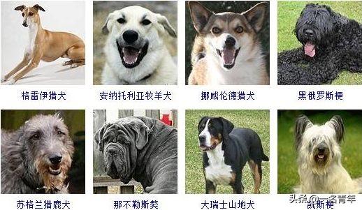 还不知道你家狗狗属于什么体型犬吗？几乎齐全了