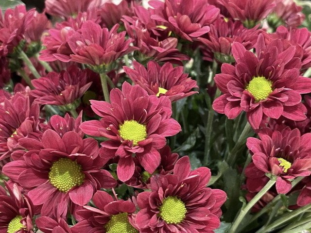 苹果12pro，苹果手机12和12pro的区别（Pro评测：性能更快）