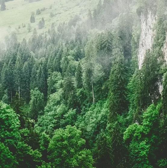 地板材质有哪些，地板材质哪些好（好的地板通常用什么材料）