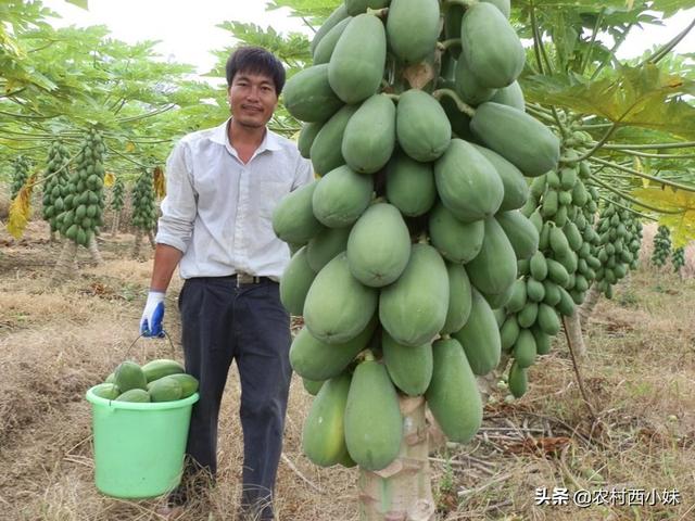 木瓜有什么作用，木爪真的可以丰胸吗（木瓜有什么功效作用）