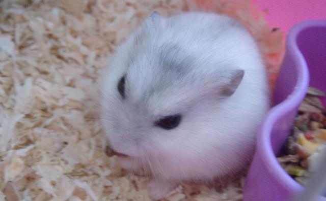 该如何正确的饲养仓鼠呢，教你养护可爱的小仓鼠