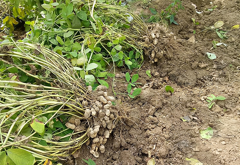 花生成熟的季节是几月，花生收获季节几月份（如何判断最佳收获期）
