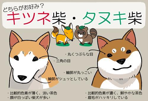 柴犬和秋田犬的区别，柴犬怎么训练大小便（还有人搞混这两种狗狗）