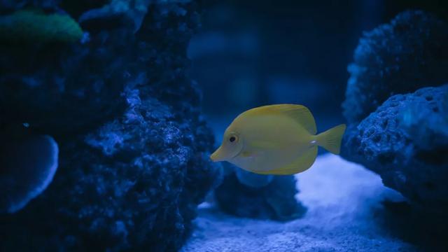 杭州哪个花鸟市场卖猫，杭州最大的花鸟市场在哪里（拍出“港风”，吴山花鸟市场）