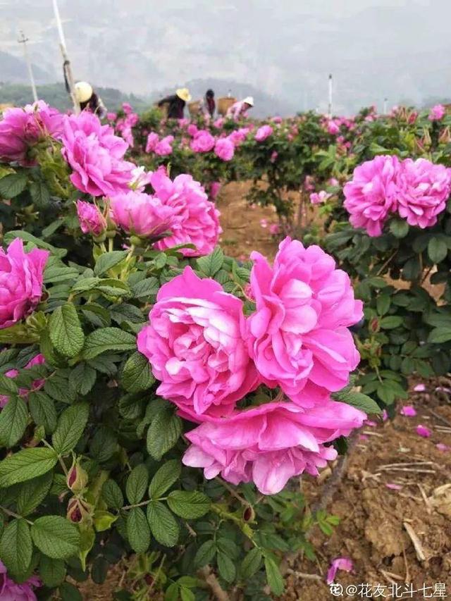 不锈钢盆可以放烤箱吗，烤箱里可以放不锈钢盆吗（10种花最养人）