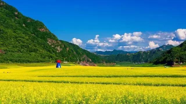 油菜花开的季节，适合家庭室内养的花与绿植（2019年全国油菜花开放时间表）