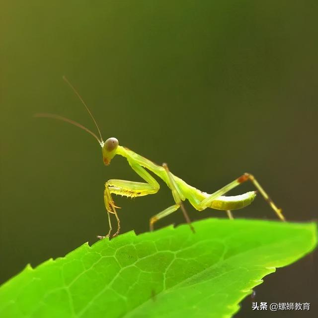 昆虫记绿蝈蝈生活环境，《昆虫记》重点昆虫