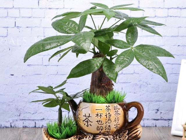 小发财树怎么养，小发财树怎么养才茂盛（注意3个小问题）
