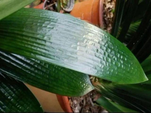 瓜子属于坚果吗，瓜子花生属于坚果类吗（给花吃点瓜子）