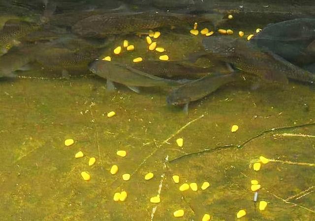 冬天钓鲫鱼技巧和方法，冬天钓鲫鱼的诀窍（早、少、轻、准、多）