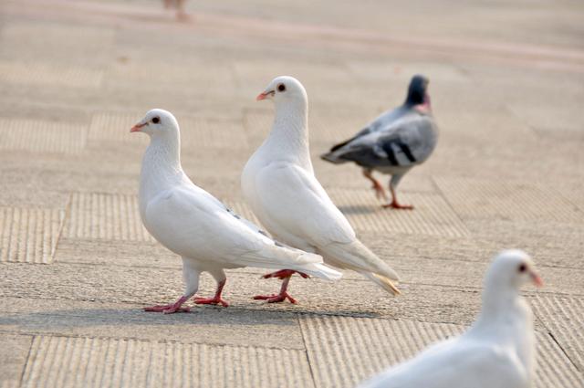 鸽子怎么养殖方法，养鸽子的技术和方法（养好鸽子的五个小技巧）