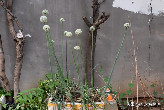 小葱和大葱的区别，小葱和大葱的区别有哪些（国内葱属蔬菜大全，你认识几个）