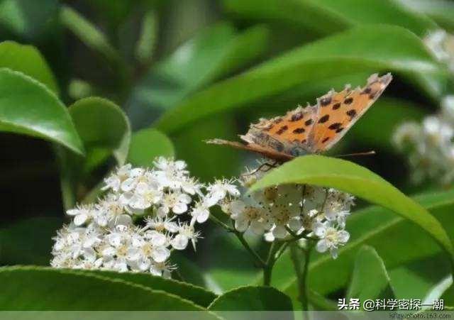 石楠花为什么要种在学校，学校为什么要种石楠树（石楠树花散发类似于男性精液的气味）