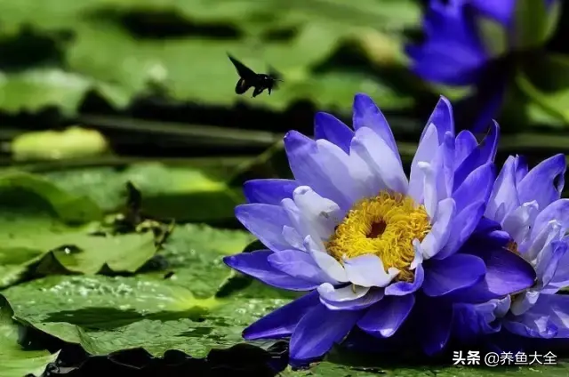 莲花的别称有哪些，莲花的别称有哪些拼音（ 太齐全太珍贵了）