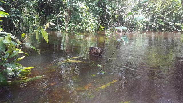 帝王三间和巴西亚鱼有什么区别，巴西亚鱼与皇冠三间鱼有什么区别（也许等不到中国钓鱼人就被消灭光了）