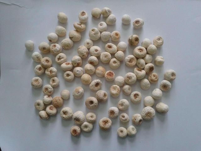 生半夏的功效与作用，生半夏的功效与作用及毒副作用（十八反却能用于尿毒症）