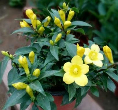 法国香水茉莉怎么养，法国香水茉莉怎么养殖（2种“肥料”换着用）