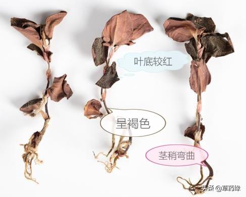 野生与种植的金线莲功效区别，金线莲栽培品和金线莲野生品的区别秘密