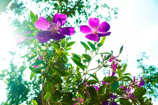 野生吊钟花什么时候开花，吊钟花结果吗（鲜艳的春节红已提早报春）