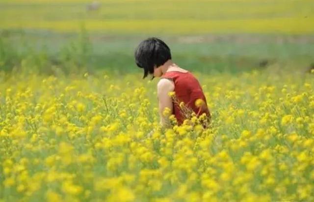 油菜花开的季节，适合家庭室内养的花与绿植（2019年全国油菜花开放时间表）