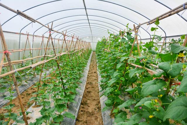 抖音树新蜜蜂是什么梗，类似树新蜜蜂的梗（意大利百万蜜蜂神秘死亡引热议）