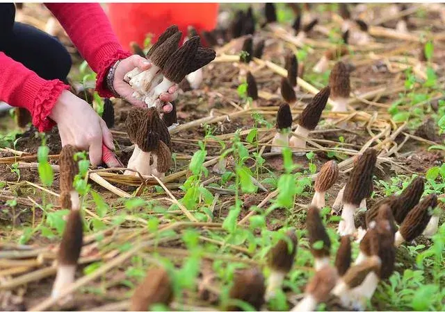 羊肚菌栽培技术，羊肚菌的种植方法和栽培技术是什么（亩产最高1000斤）