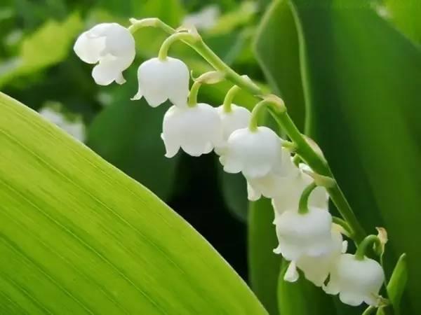 各种花的花语，各种花的花语爱情（史上最全花语大全）