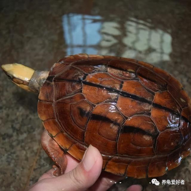 老一辈说年轻人不要养龟，老人为什么不建议养乌龟（关于养龟的一些负面消息）
