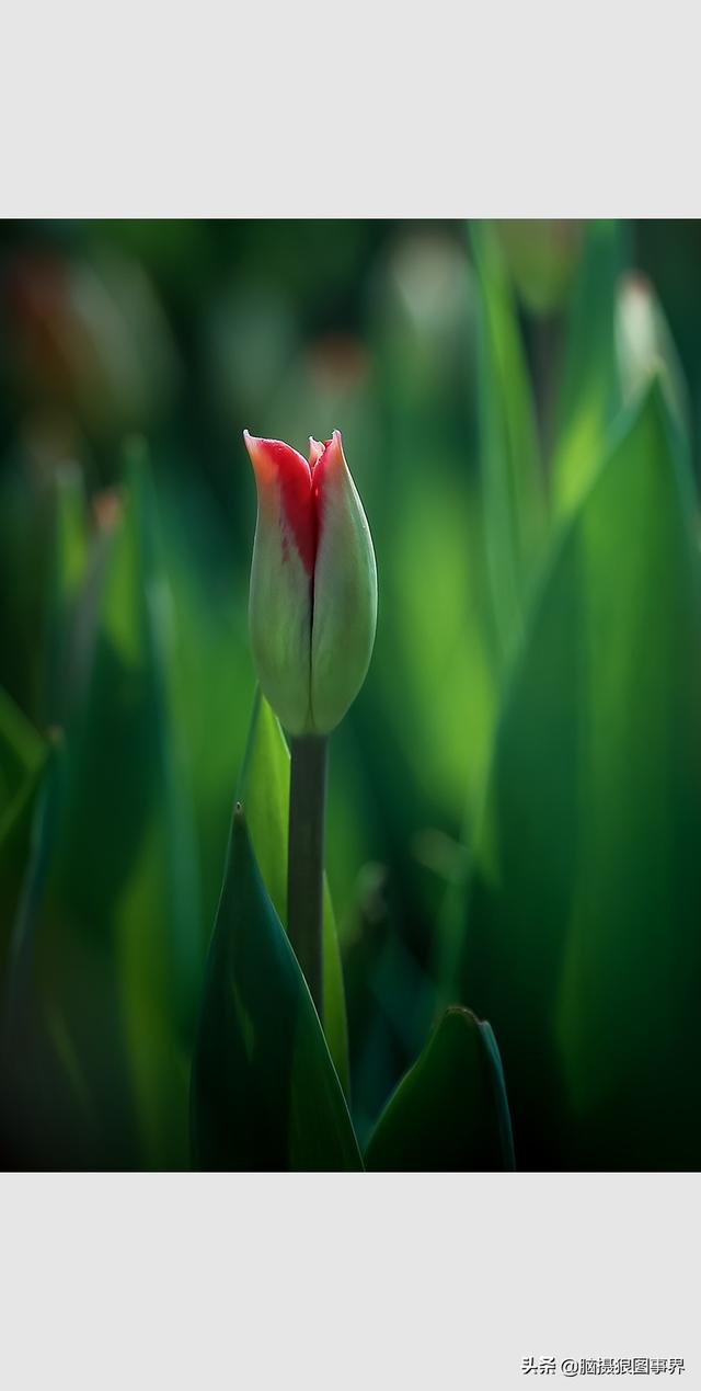 郁金香图片大全，郁金香种类图片（实拍18张郁金香花蕾照）