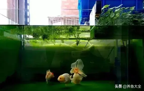 金鱼缸价格，金鱼缸价格及图片（打造一个室内迷你生态园）