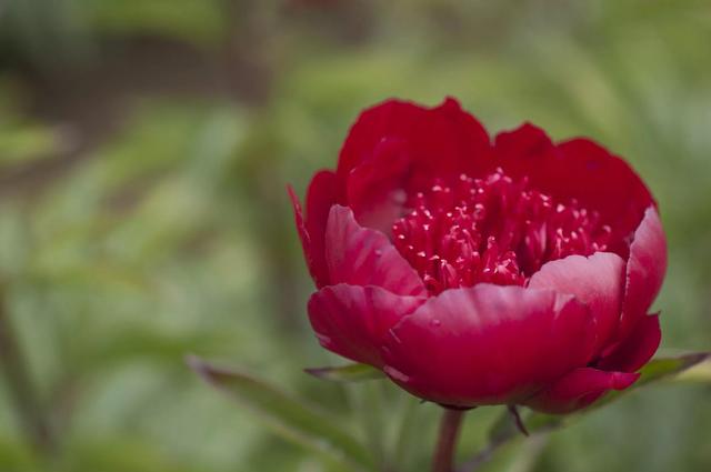 芍药有多少个品种，芍药品种介绍及图片（天暖后“国色天香满园春”）