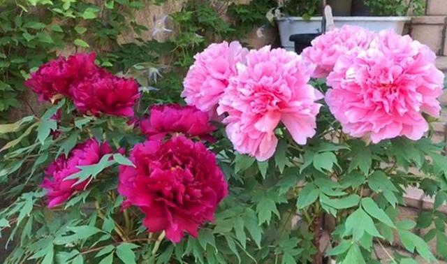 观音莲的花语，观音菩萨与莲花的寓意（守护你的小幸福）