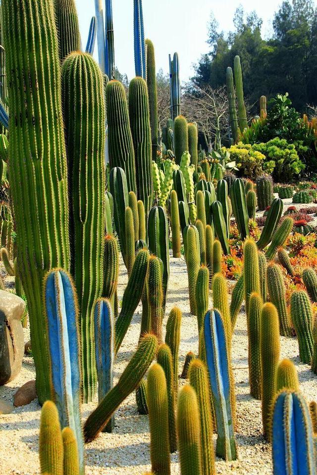 厦门万石植物园里有哪些植物，厦门万石植物园里有哪些植物花（种满多肉的植物园）