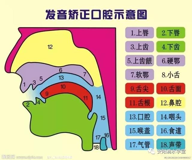 平翘舌不分怎么办，普通话平翘舌音不分怎么办（如何训练平翘舌读音）