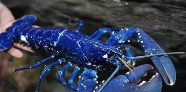 全球十大最昂贵海鱼排行榜：奢华海鲜珍品，价格惊人令人咋舌