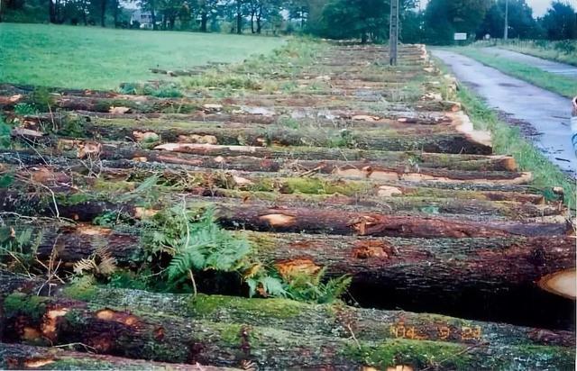 美国红橡木，美国红橡木图片（2000元买红橡实木床担心假货）