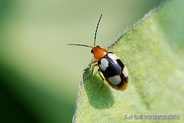 昆虫的主要特征，简述昆虫的主要形态特征（昆虫……你又了解多少呢）