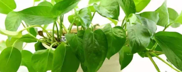 绿萝根太多怎么分盆，绿萝太多了怎样分盆（绿萝如何分盆）