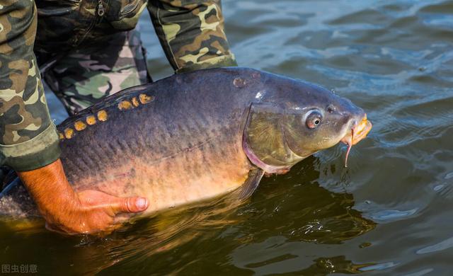 裸斑鱼是不是没得刺，裸斑鱼有没有鱼鳞（讨厌鲤鱼的湖北人）