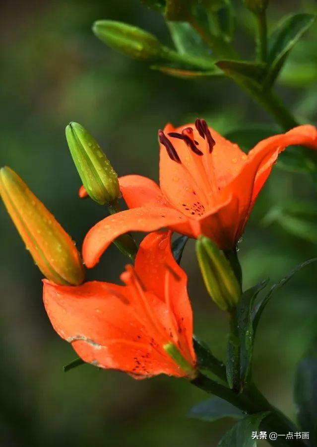 各种颜色百合花的花语和寓意，百合不同颜色的花语代表什么（百合花还分很多品种，你知道不）