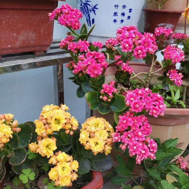花期长好看又好养的花，花期长花多好看又好养的花（盘点十大“好养花”）
