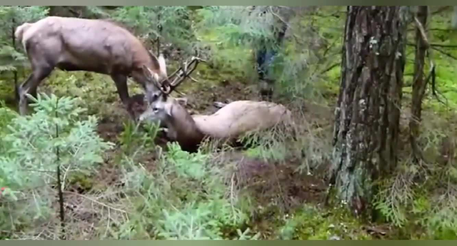 鹿角为啥会自然脱落，鹿角每年都会自然脱落