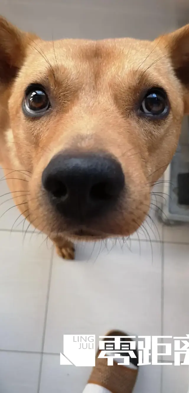 罗根肉制作方法，赤峰罗根肉的做法大全（杀害小狗罗根的“凶手”）