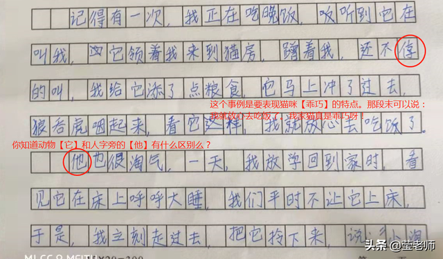 猫的外貌描写，猫的外貌描写100字左右（应邀点评作文/我家的小猫咪）