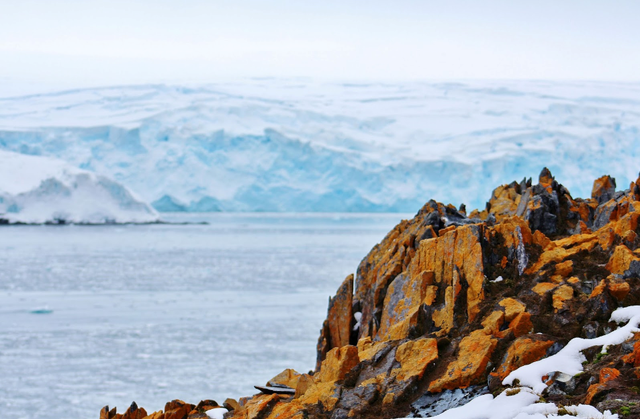 石蕊是什么，石蕊是什么意思（你有秋裤羽绒服）